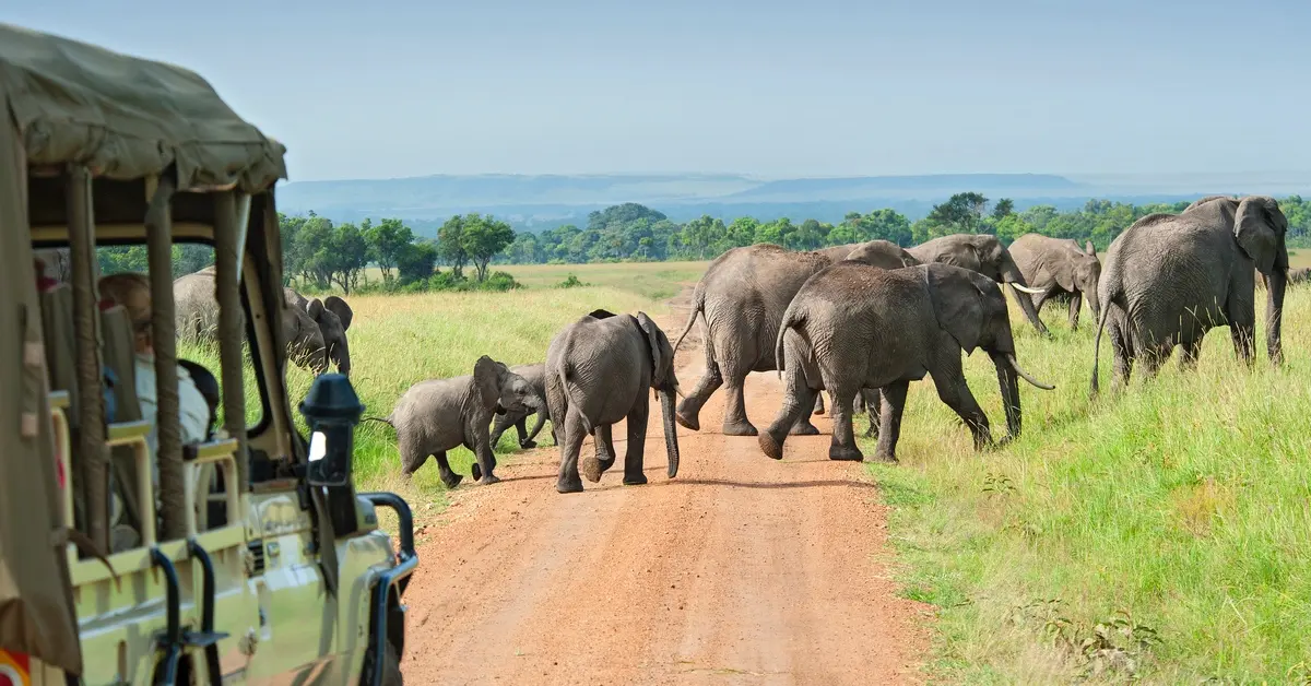 Elephants crossing the road